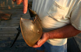 Capt. Leon Rose points to punch hole.